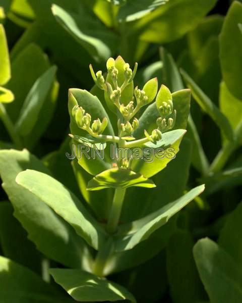 Showy Sedum