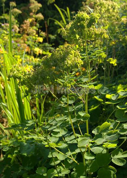 Columbine Meadowrue