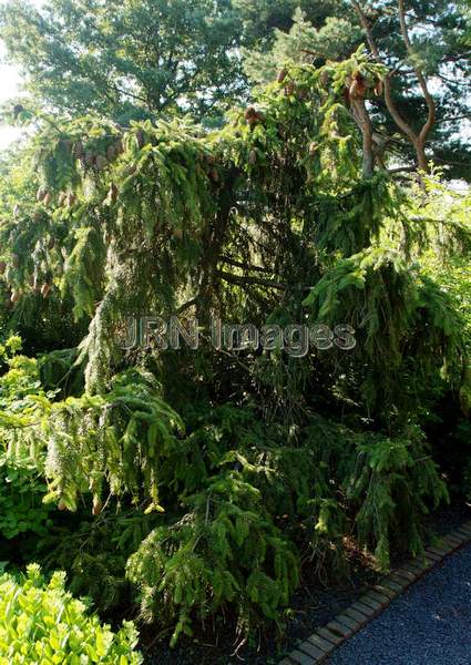 Heavy Cone Norway Spruce