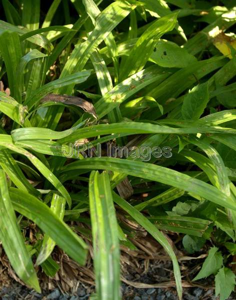 Plantainleaf Sedge