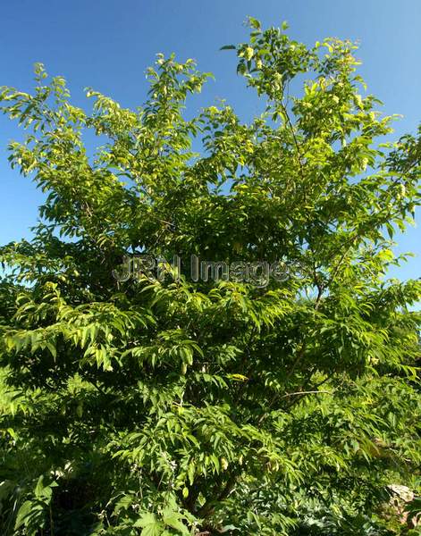 Japanese Hornbeam