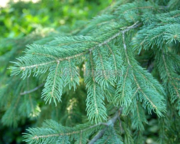 Black Hills Spruce