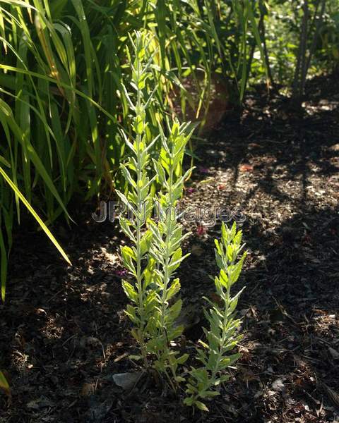 Russian Sage