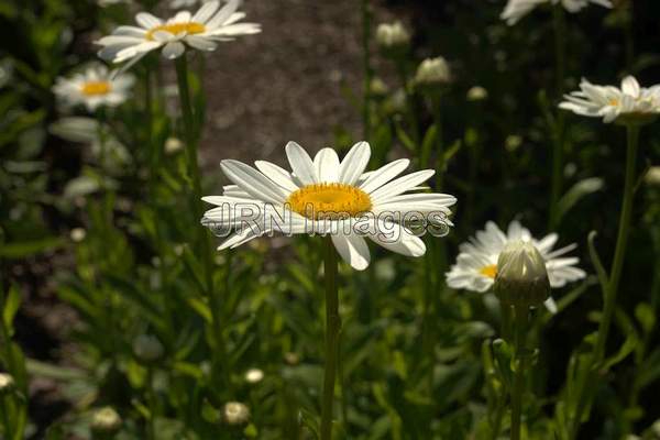 Korean Chrysanthemum