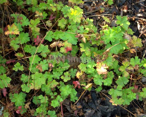 Cambridge Geranium