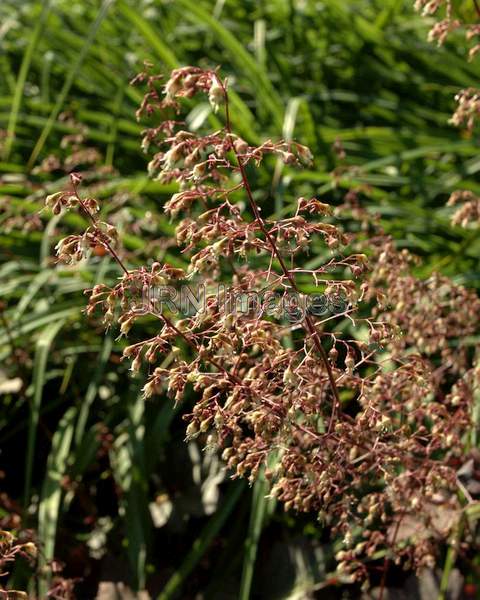 Montrose Ruby Alumroot