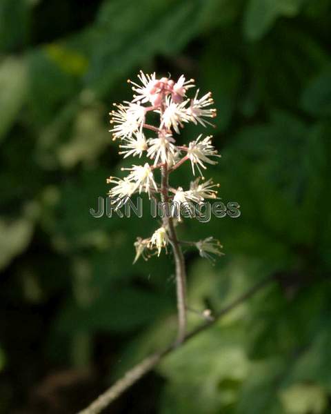 Foamflower