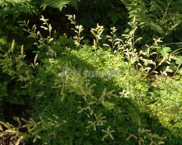 Dwarf Goatsbeard