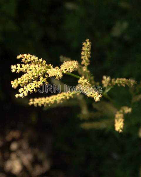 Dwarf Goatsbeard