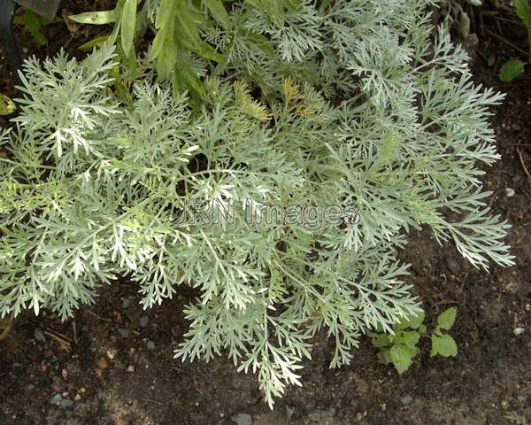 Shrubby Wormwood