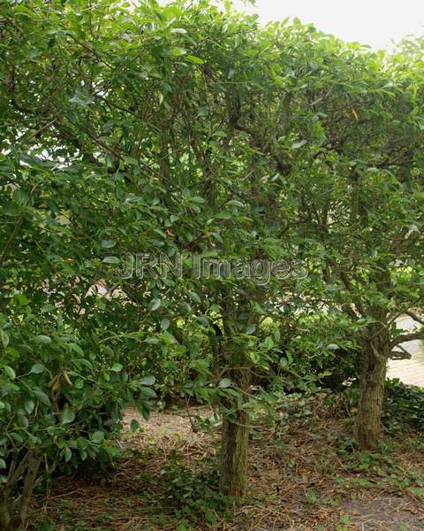 Thornless Cockspur Hawthorn