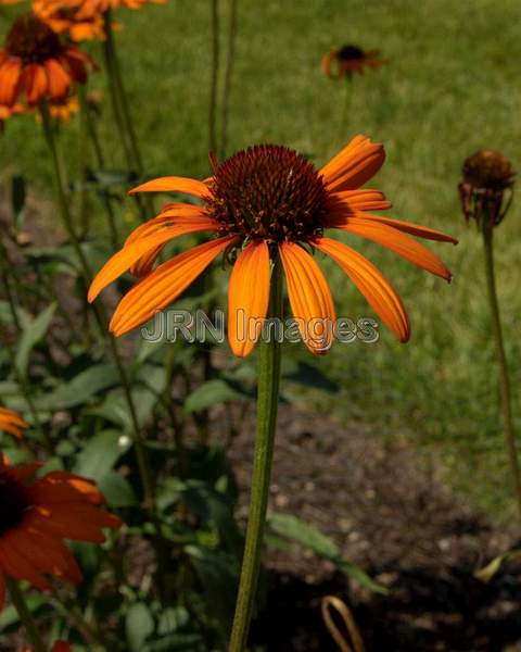 Coneflower