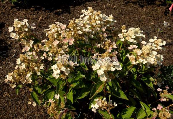 Panicle Hydrangea