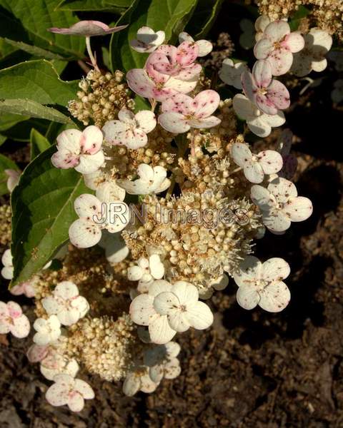 Panicle Hydrangea