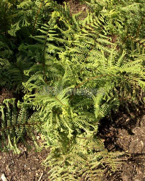 Crested Painted Fern