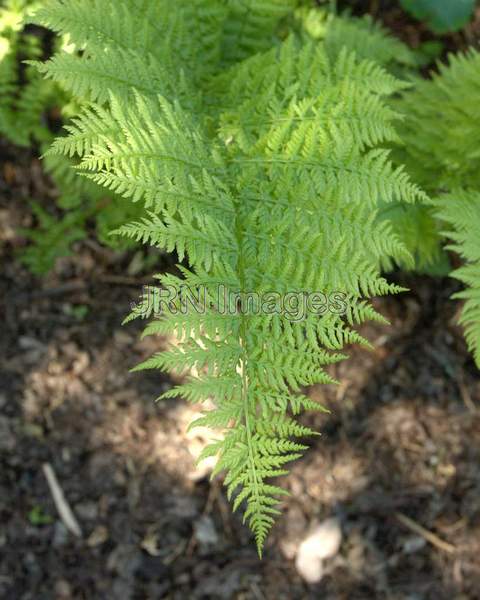 Lady Fern