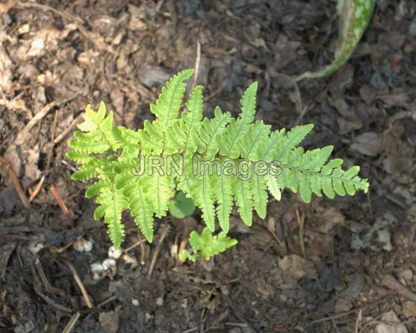 Beaded Wood Fern