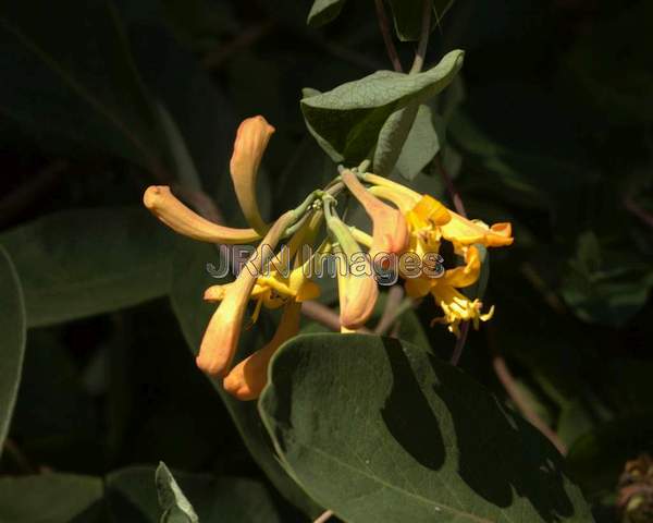 Mandarin Honeysuckle