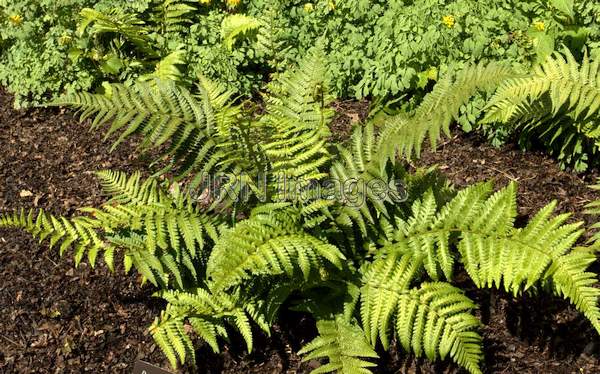 Mexican Male Fern