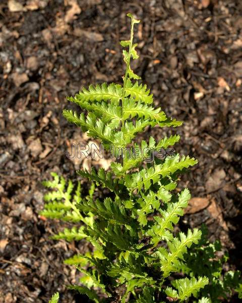 Barnes' Male Fern