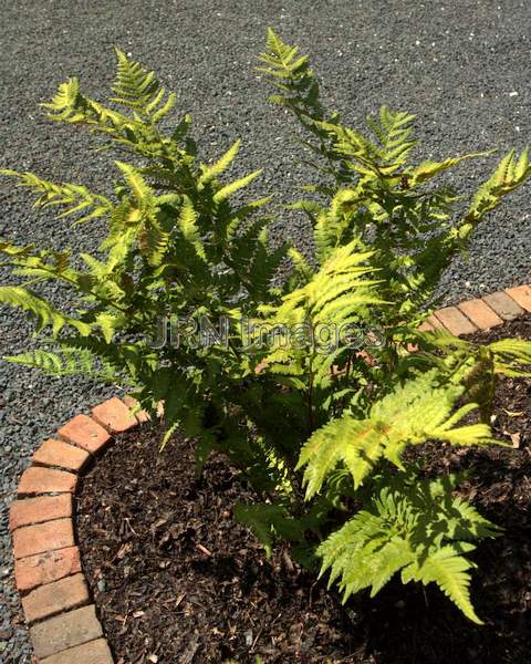 Lacerated Wood Fern