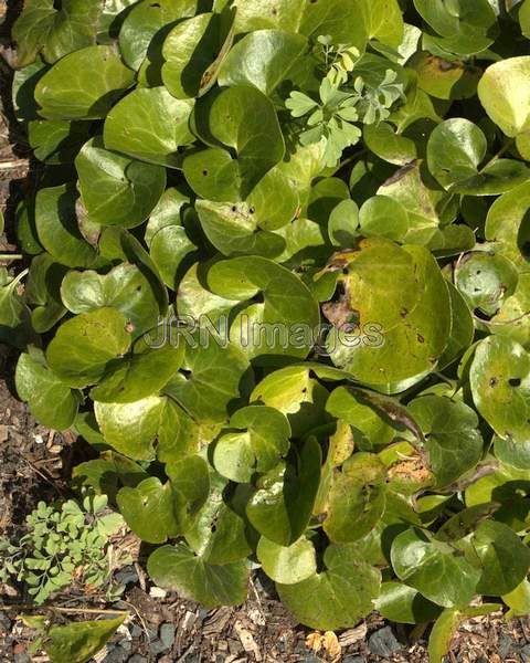 European Wild Ginger