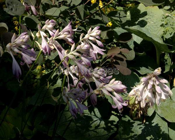 Hosta