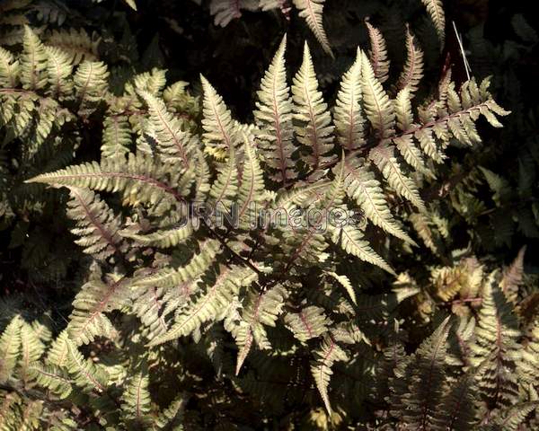 Japanese Painted Fern