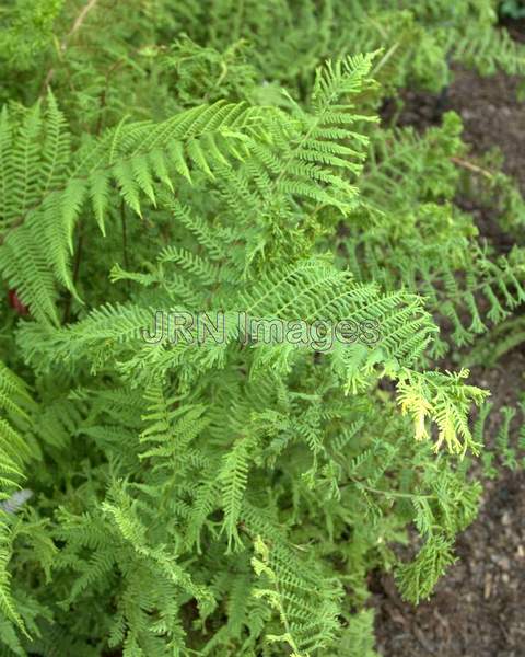 Crested Lady Fern