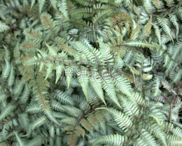 Japanese Painted Fern