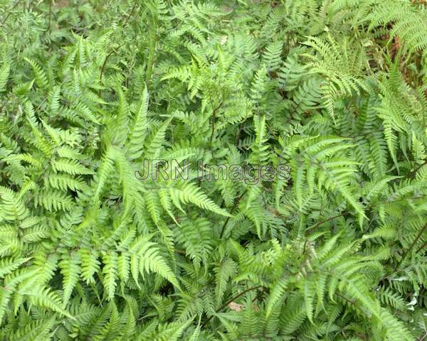 Hybrid Painted Fern