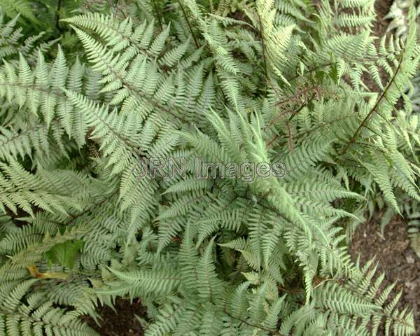 Ghost Painted Fern