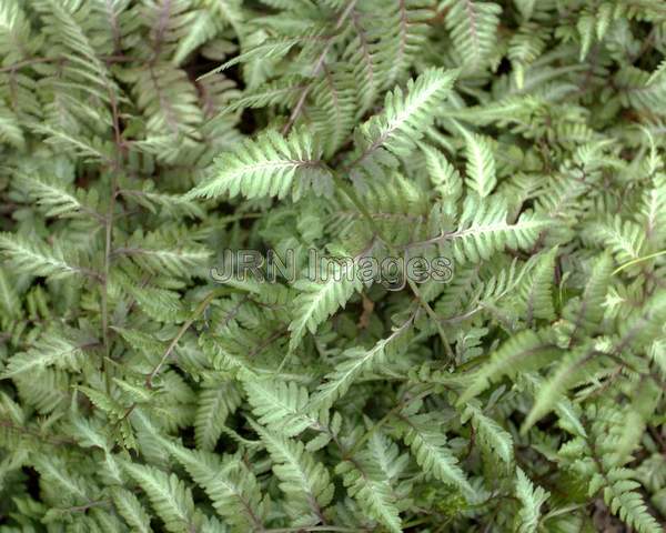 Japanese Painted Fern