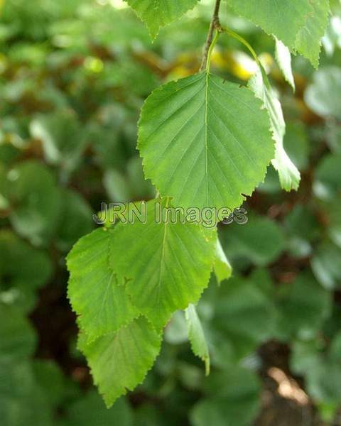 Betula utilis