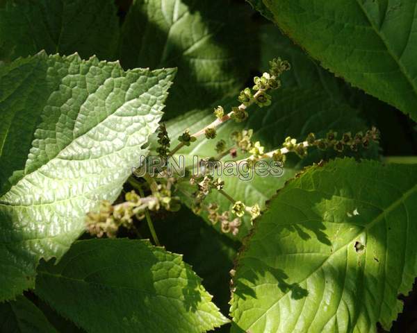 Featherleaf Rodgersflower