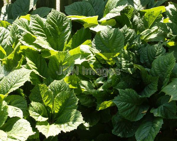 Featherleaf Rodgersia leaves