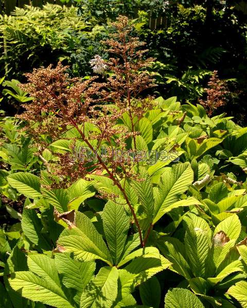 Featherleaf Rodgersia