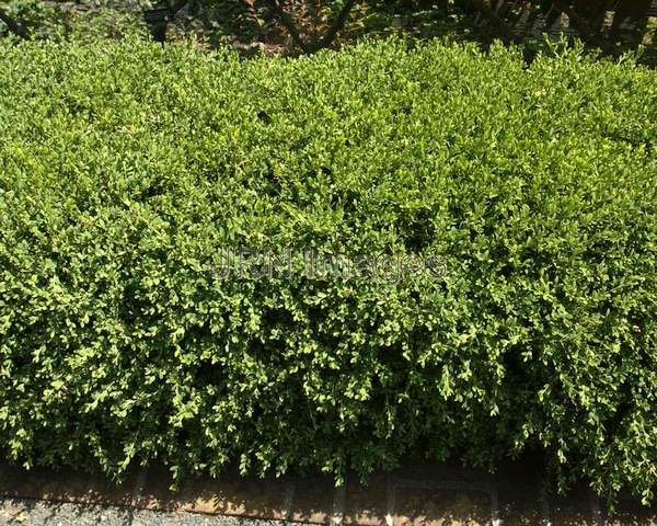 Wintergreen Korean Boxwood