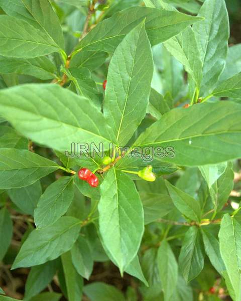 Honeysuckle