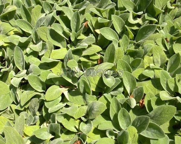 Helen Von Stein Lamb's Ear