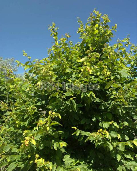 European Hornbeam