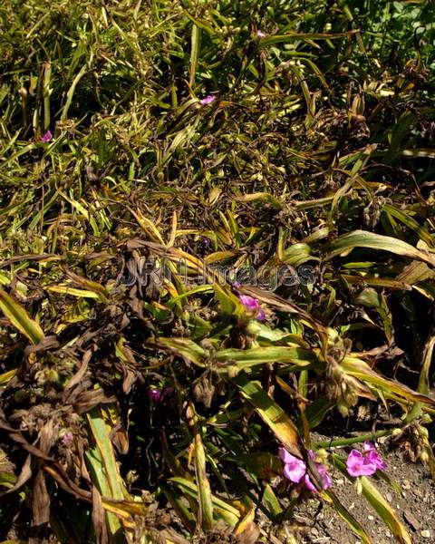 Spiderwort