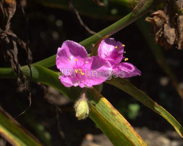 Spiderwort