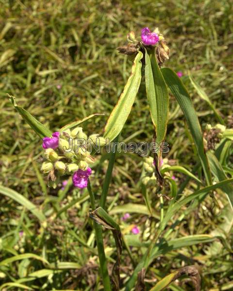 Spiderwort