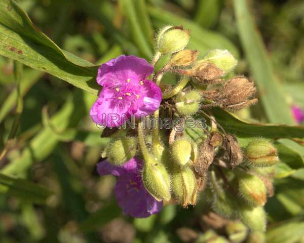 Spiderwort