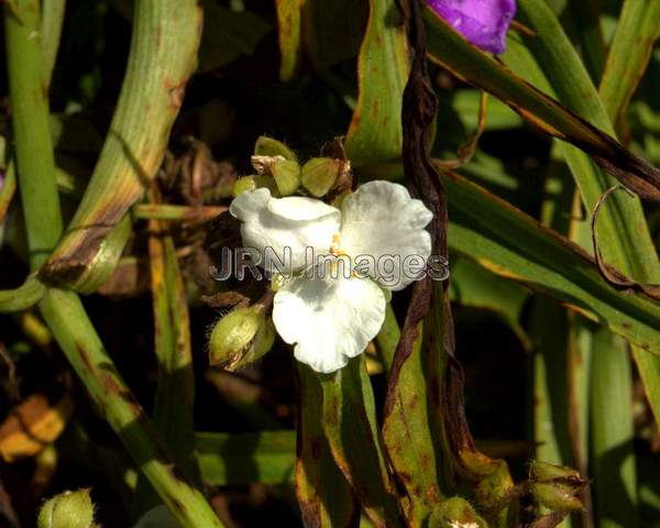 Spiderwort