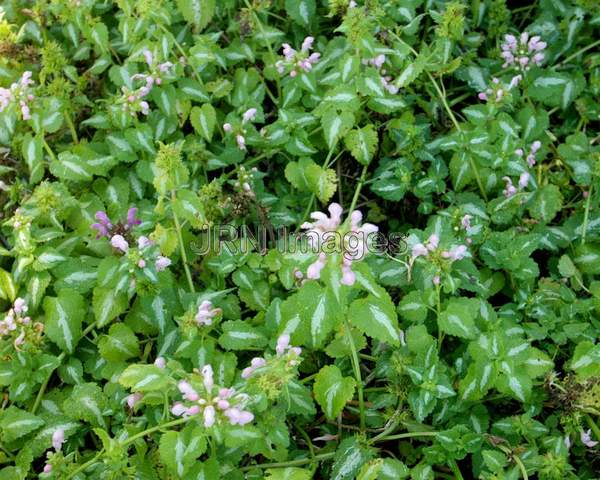 White Knight Weigela