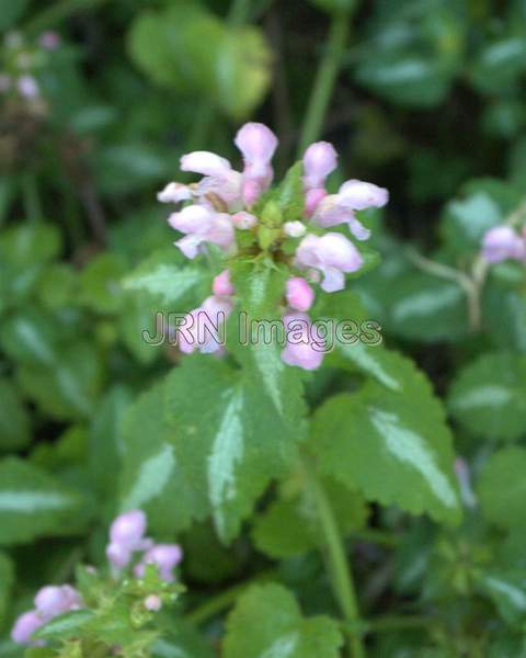 White Knight Weigela