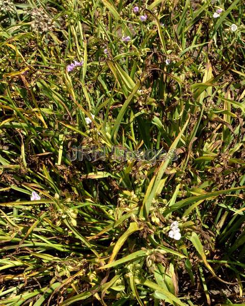 Spiderwort