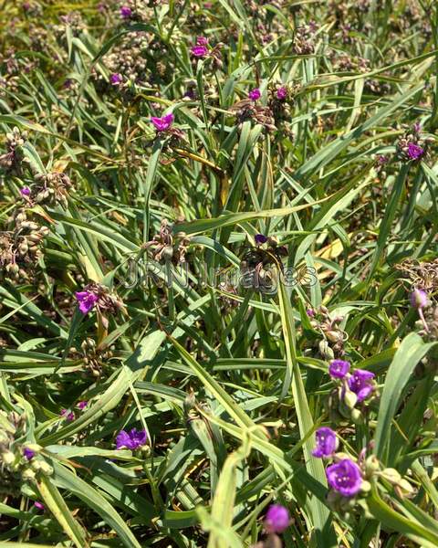 Spiderwort